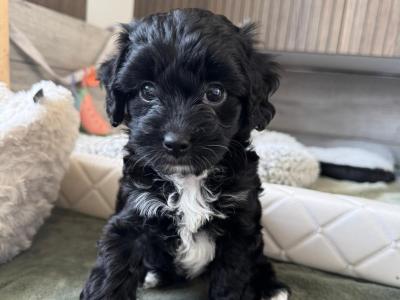 Beautiful F1B female Cavapoo puppy in Limerick City