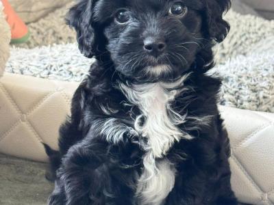 Beautiful F1B female Cavapoo puppy in Limerick City