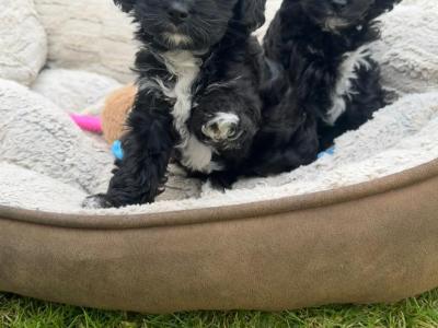 Beautiful F1B female Cavapoo puppy in Limerick City