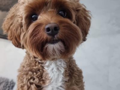 Beautiful F1B female Cavapoo puppy in Limerick City