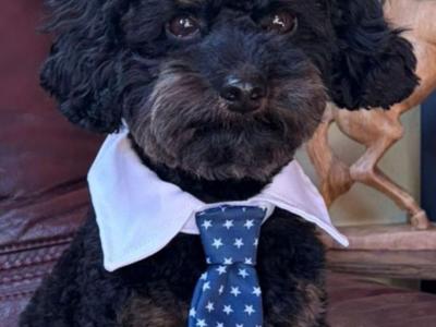 Beautiful F1B female Cavapoo puppy in Limerick City