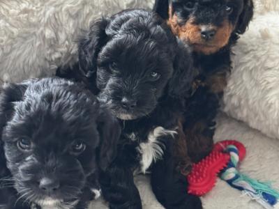 Beautiful F1B female Cavapoo puppy in Limerick City