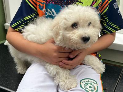 Bichon Frise puppies in Cork