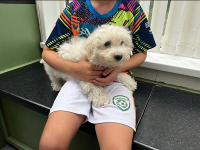 Bichon Frise puppies in Cork