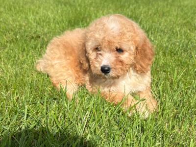 Male Poochon for sale 🐾