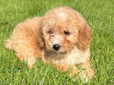 Male Poochon puppy (Poodle x Bichon Frise) for sale in Mayo 🐾