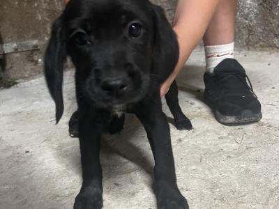 Retriever Cross puppies for sale