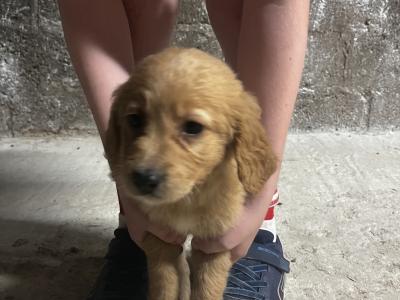 Retriever Cross puppies for sale