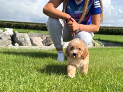 Male Poochon for sale 🐾