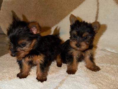 T-Cup Yorkshire Terrier puppies