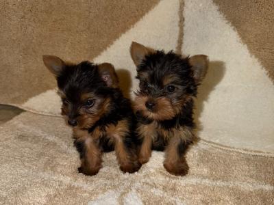 T-Cup Yorkshire Terrier puppies