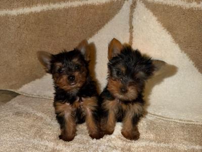 T-Cup Yorkshire Terrier puppies