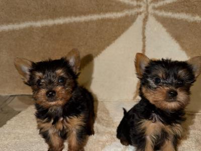 T-Cup Yorkshire Terrier puppies