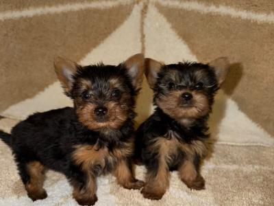 T-Cup Yorkshire Terrier puppies