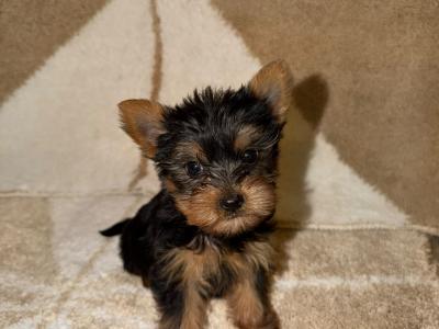 T-Cup Yorkshire Terrier puppies