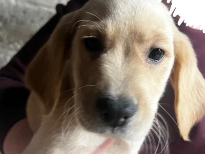 Retriever Cross puppies for sale