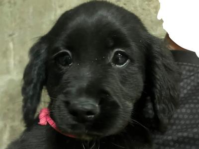 Retriever Cross puppies for sale