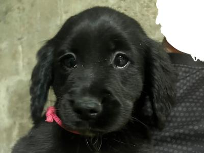 Retriever X puppies for sale in Louth