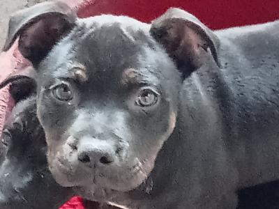 Only 1 black tri Staffordshire Bull Terrier puppy left in Offaly 🔥