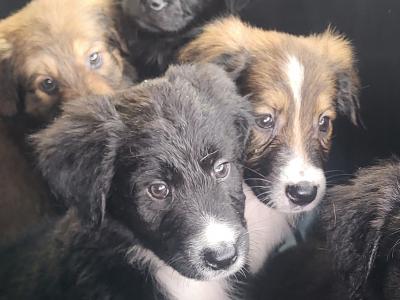 Friendly Bernese Mountain Dogs/Rough Collie x Labrador puppies for sale near charleville