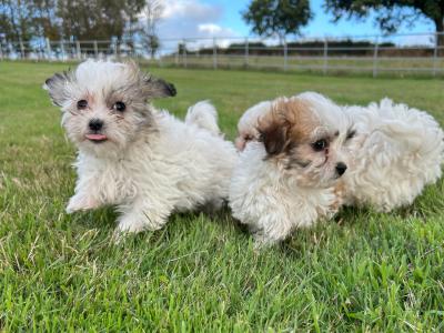 Gorgeous 3/4 breed Maltese x Shih Tzu puppies in Wexford
