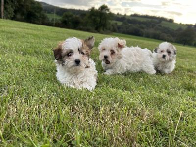 Gorgeous 3/4 breed Maltese x Shih Tzu puppies in Wexford
