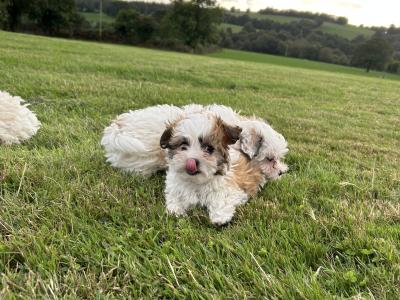 Gorgeous 3/4 breed Maltese x Shih Tzu puppies in Wexford