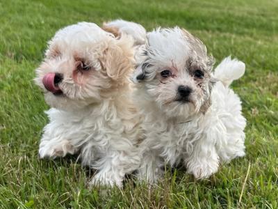 Gorgeous 3/4 breed Maltese x Shih Tzu puppies in Wexford