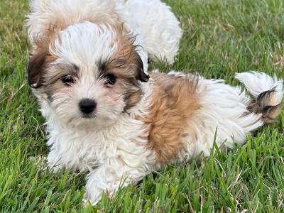 Gorgeous 3/4 breed Maltese x Shih Tzu puppies in Wexford