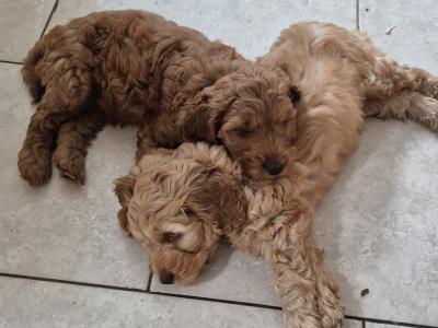 Beautiful male Cockapoo puppies in Meath