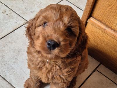 Beautiful male Cockapoo puppies in Meath