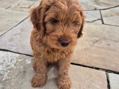 Beautiful male Cockapoo puppies in Meath