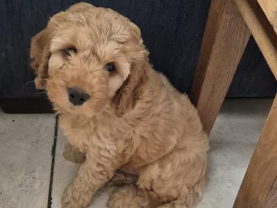Beautiful male Cockapoo puppies in Meath