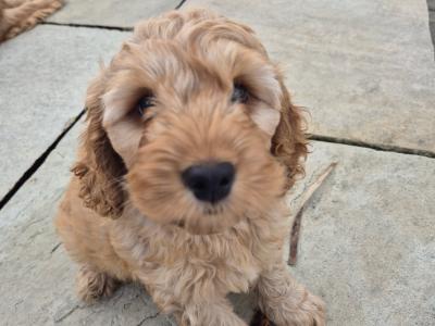 Beautiful male Cockapoo puppies in Meath