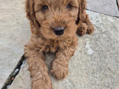Beautiful male Cockapoo puppies in Meath