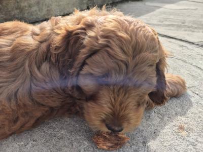 Beautiful male Cockapoo puppies in Meath
