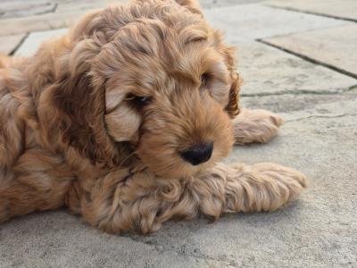 Beautiful male Cockapoo puppies in Meath