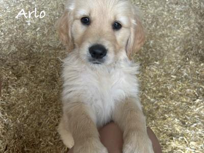 IKC Registered (pending) Golden Retriever puppies in Tipperary
