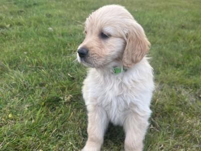 IKC Registered (pending) Golden Retriever puppies in Tipperary