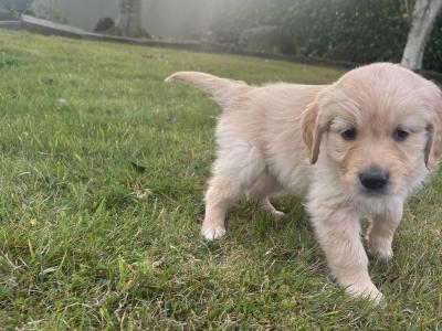IKC Registered (pending) Golden Retriever puppies in Tipperary
