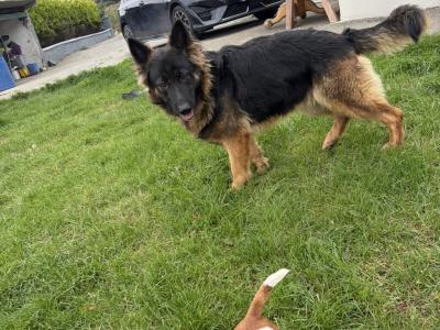 Beautiful IKC Registered female German Shepherd adult dog in Cork