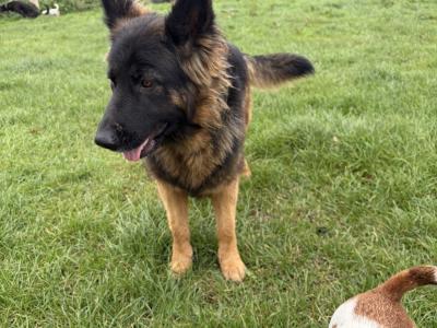 Beautiful IKC Registered female German Shepherd adult dog in Cork