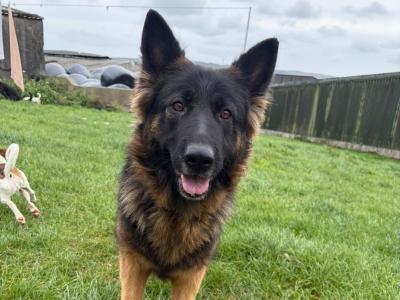 Beautiful IKC Registered female German Shepherd adult dog in Cork