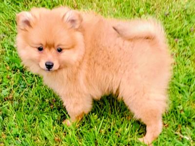 Beautiful Affectionate Pomeranian puppies in Kerry