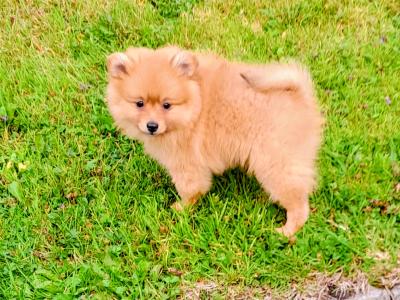 Beautiful Affectionate Pomeranian puppies in Kerry