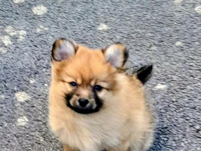 Beautiful Affectionate Pomeranian puppies in Kerry