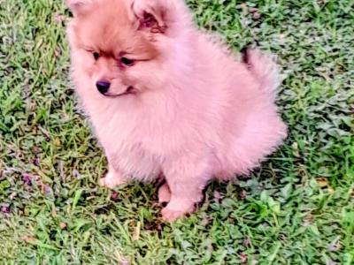 Beautiful Affectionate Pomeranian puppies in Kerry