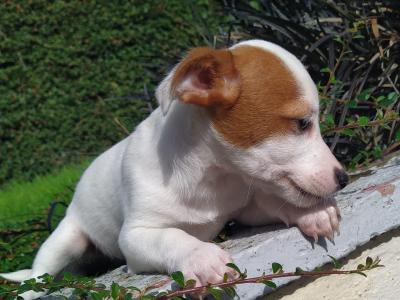 Jack Russell puppies in Cavan