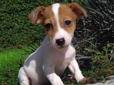 Jack Russell puppies in Cavan