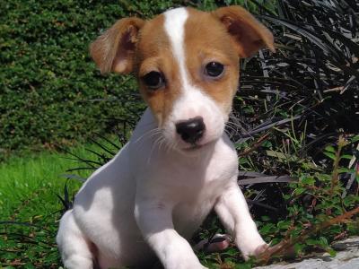 Jack Russell puppies in Cavan